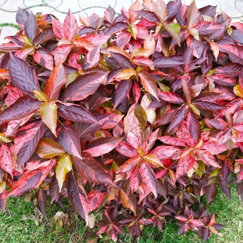 Exotic Plants Melbourne Tropical Plants For Sale